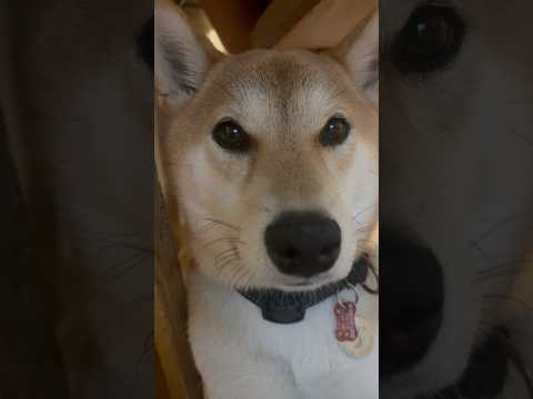 柴犬三太君　落ち着く場所①