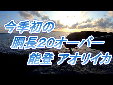 【2020エギング】アオリイカ胴長２０センチオーバー