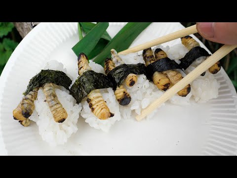 Japanese LOVE this BUG LARVA SUSHI【ENG SUB】