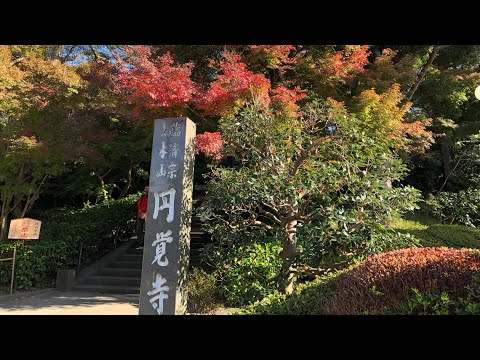 本日は北鎌倉円覚寺の紅葉🍁と鎌倉鶴岡八幡宮の紅葉🍁を見に行ってきました。#円覚寺 #建長寺 #鶴岡八幡宮