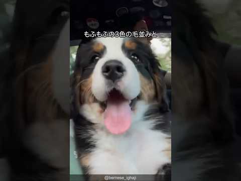 バーニーズマウンテンドッグの可愛すぎる解説 #shorts #bernesemountaindogs