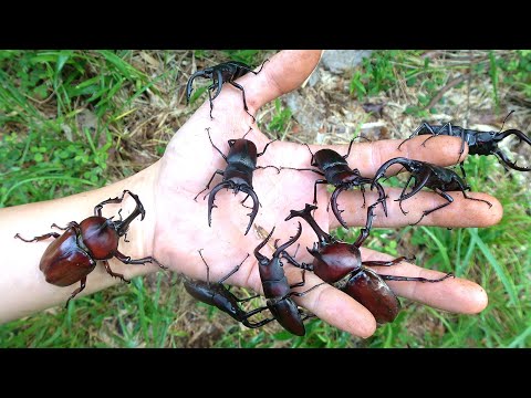 カブトムシ・クワガタムシを捕まえる極意教えるわ