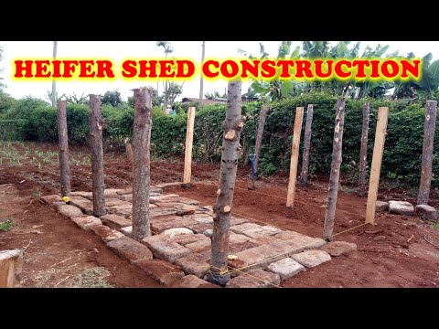 Heifer Shed Construction