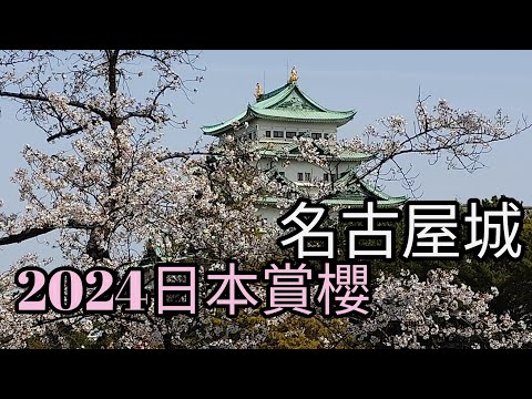 2024年日本賞櫻（名古屋城：現代城廓建築的頂峰）