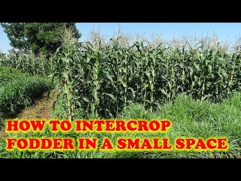 How to Utilize small portion of land by Intercropping Fodder