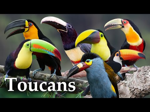 Amazing Birds - Rainforest Toucans and their Sounds