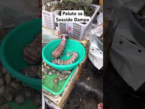 MANTIS SHRIMPS AT SEASIDE DAMPA #short #shortvideo #seafood #seaside #dampa  #shorts #paluto #mantis