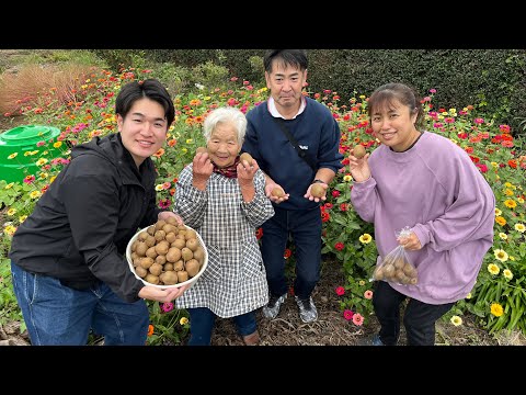 【採れすぎ⁈】最強ファミリーでキウイ🥝を収穫してみたら...