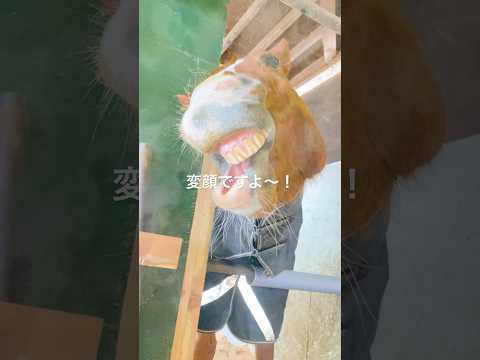 ヘン、ガオ、オガ、お願いします🐴🤍 #フィニッシュライン  #今日も絶好調 #坊っちゃん #変顔 #引退競走馬