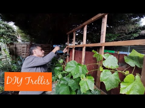 The Grapevine has Gone Crazy...Time for a DIY Trellis (built by Dad)!