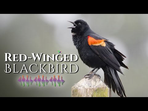 Red-Winged Blackbird Call - Listen to Melodious Tunes