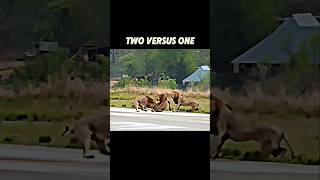 Lion King vs Lion #trending #animals #wildlife #lion #lionking #shortsfeed #shorts #youtubeshorts