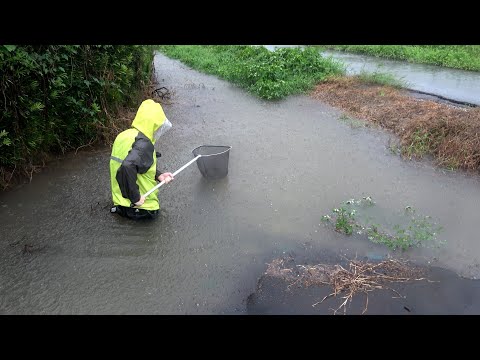 台風でゴリゴリに増水した水路でガサガサすると…