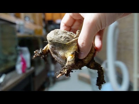 100日、土に潜り続けたカエルの姿がヤバい