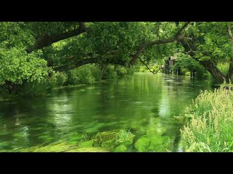 【睡眠用BGM】川のせせらぎ・鳥のさえずり★作業用BGM・勉強★快眠・リラックス【1 Hours Relaxing Sleep Music】