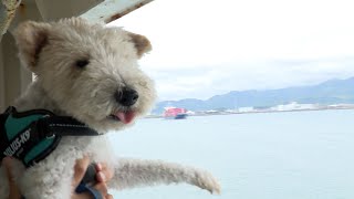 「富士山が見えるワン」 愛犬と一緒に船旅を　駿河湾フェリー 船内にペットコーナー設置へ　利用客増の起爆剤に=静岡