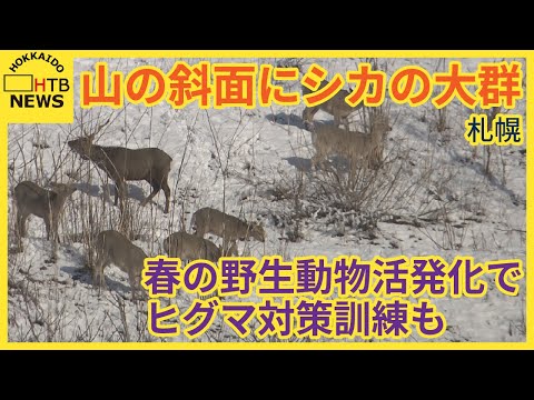 札幌の山の斜面に“あの動物”が大群で…   春の野生動物活発化でヒグマ対策訓練も