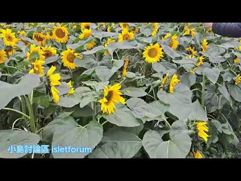 2024年香港花卉展覽的太陽花花園 Sun Flower Garden at Hong Kong Flower Show 2024 mhp3644 mar2024