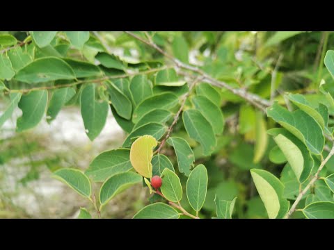 为什么叫小叶黑面神和七日晕？ 这种植物好特别也很怪。Breynia vitis-idaea medicinal uses.