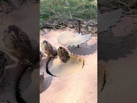 Really creative unique quail trap using cardboard box and bottle plastic #shortsvideo