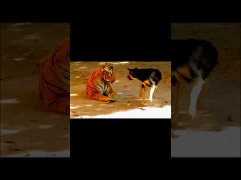 Tiger prank dog