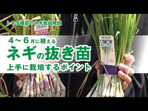 【４〜6月に植えるネギの抜き苗】秋冬年内収穫するネギ苗の栽培ポイント　ホームセンター・種苗店のネギ苗　初心者・家庭菜園向け　「森の奏で」「赤ひげ」「太葱KING」「汐どめ」「なべちゃん葱」トキタ種苗