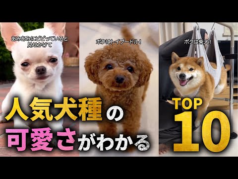 【全員可愛】人気犬種TOP10の可愛さがわかる解説