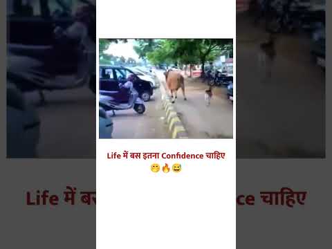 Bas Etna confidence chahiye #shorts #trending #trendingshorts #viralshorts #animals #sultan #reels