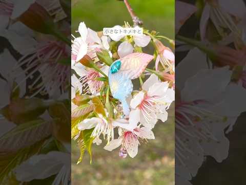 あなたの耳元で華やかに舞う蝶々🦋#ハンドメイド #ハンドメイドアクセサリー #ポリマークレイアクセサリー #粘土 #ポリマークレイ ￼