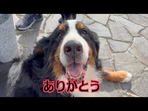 辛い犬生を楽しい思い出で埋め尽くしたビーちゃん