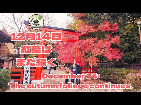 🍁The autumn leaves are still continuing on Dec 14(Saturday)