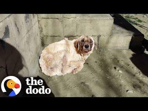 Senior Dog Who Slept Outside For Three Years Gets Rescue | The Dodo