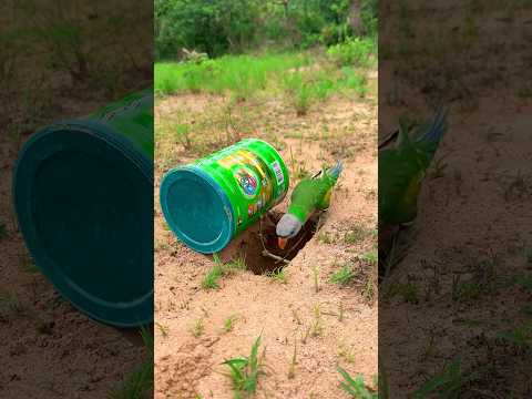 Create Amazing Bird Trap Using Hole #diy_creative #Shorts