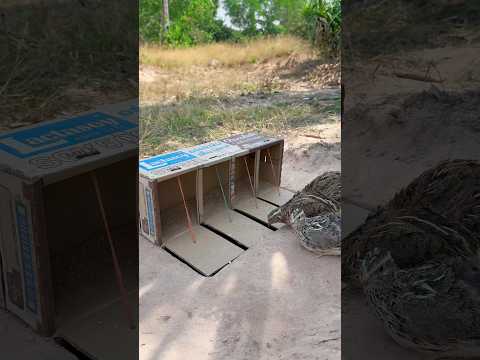 Really good quail trap using cardboard box #shorts