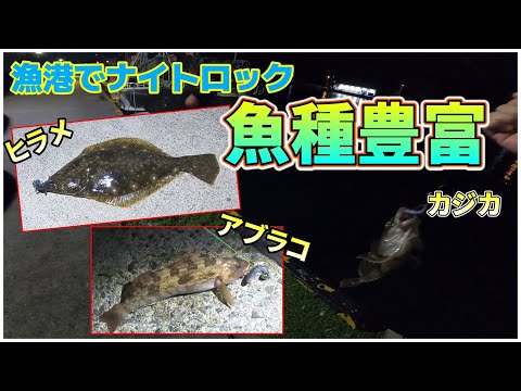 【北海道釣り2023】函館：ナイトロックで漁港へ行ったら色んな魚が釣れました！