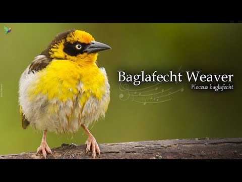 Baglafecht Weaver Song [Ploceus baglafecht] Emin's Weaver