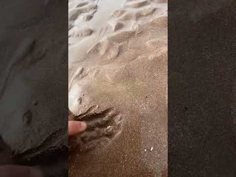 This guy found something strange hiding in the sand! #shorts