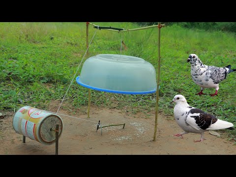 Primitive Creative DIY Technique Pigeon Trapping Using Milk Can and Wood - Animal Trapping Video