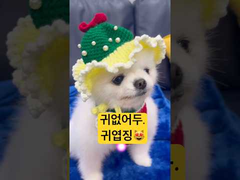 🍓모자가커서 귀없징🤣#귀여워 #귀엽네 #cutedog #pomeranian #cúncondễthương#강아지쇼츠 #shorts