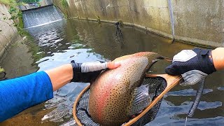 There is an unexpected Big trout in a TINY CREEK !!