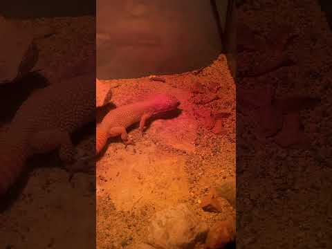 Leopard gecko takes a kill on super worm