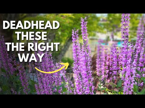 Deadheading Salvia Plants: Everything You Need to Know #salvia #garden #flowers