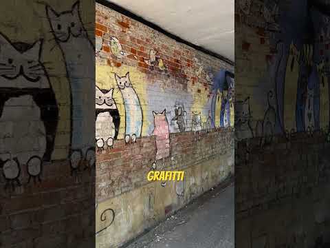 Cats on the alley #catvideos #graffiti #streetstyle #streetart #walkingtour #england