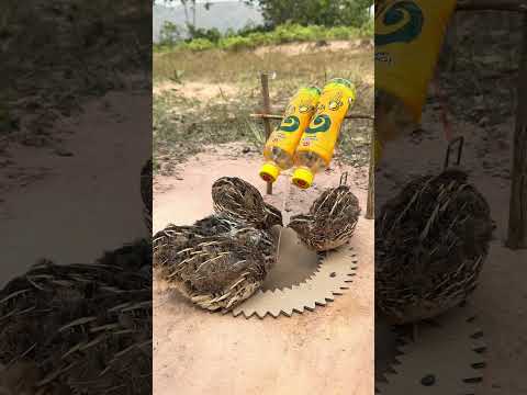 Creative amazing unique diy quail trap | Best underground quail trap #shortsvideo