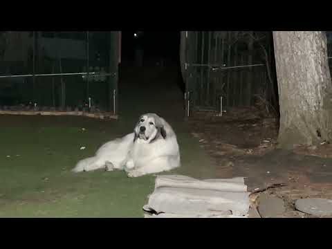 [Lunlun's Backyard] Belle gives in to the temptation of snacks and goes into the house