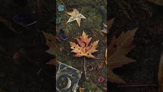 Ready for a magical autumn? 🍁✨🍄  #magick #autumn #mabon #fallambience