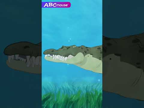 Underwater Crocodile | ABCmouse | #education #learning #animals #crocodile #crocodiles #australia