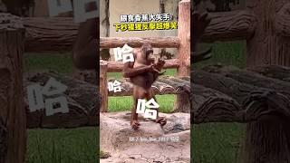 香蕉餵食大失手！下秒猩猩回擊超爆笑 #shorts #動物園 #搞笑 #反轉 #猩猩 #香蕉 @ChinaTimes