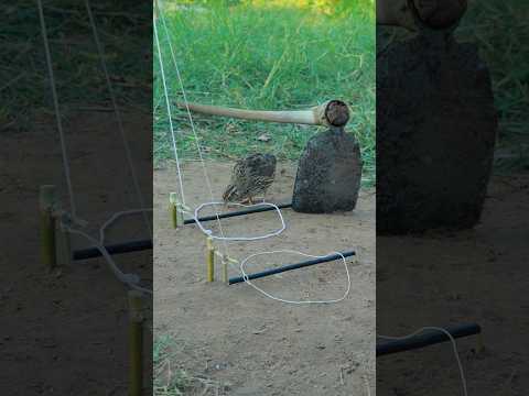 Best DIY Unique Effective Quail Trap #shorts #ytshorts #techniqueuniquetrap