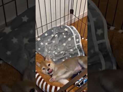 柴犬三太君　ゲージの中で